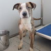 adoptable Dog in  named SANSA