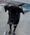 adoptable Dog in  named TOBY