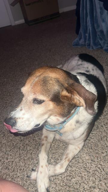 adoptable Dog in San Antonio, TX named SHAYLA