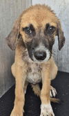 adoptable Dog in  named LOTTY