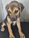 adoptable Dog in  named DOTTY
