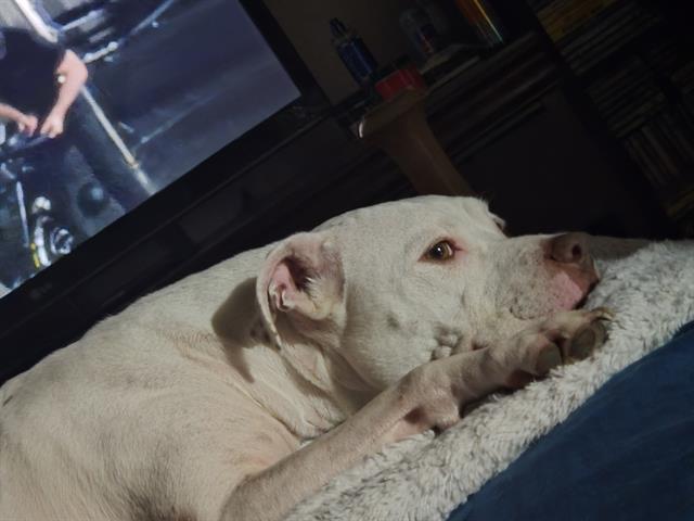 adoptable Dog in San Antonio, TX named HAZEL