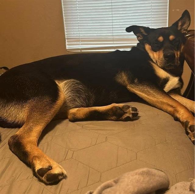 adoptable Dog in San Antonio, TX named ZENA