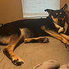 adoptable Dog in  named ZENA