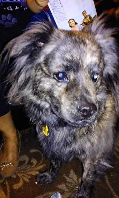 adoptable Dog in San Antonio, TX named COCO