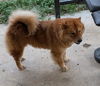 adoptable Dog in  named PEACHES