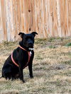 adoptable Dog in  named NACHO