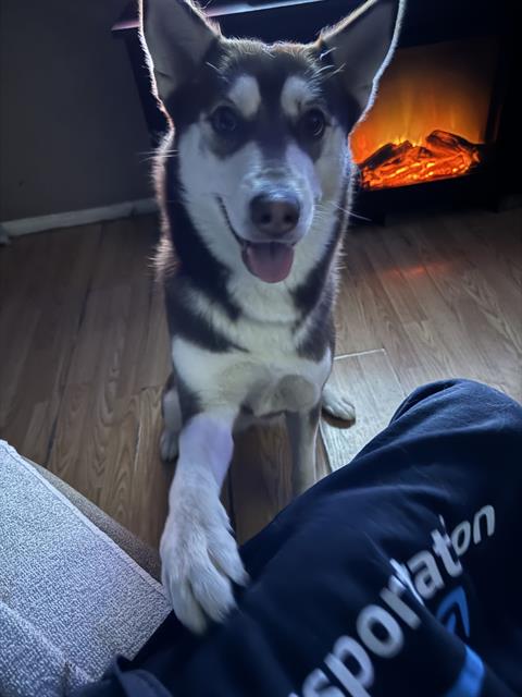 adoptable Dog in San Antonio, TX named ZELDA