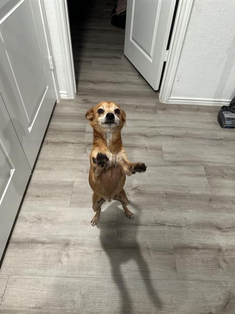 adoptable Dog in San Antonio, TX named A763502