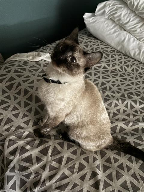 adoptable Cat in San Antonio, TX named FROSTY