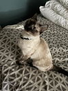 adoptable Cat in  named FROSTY