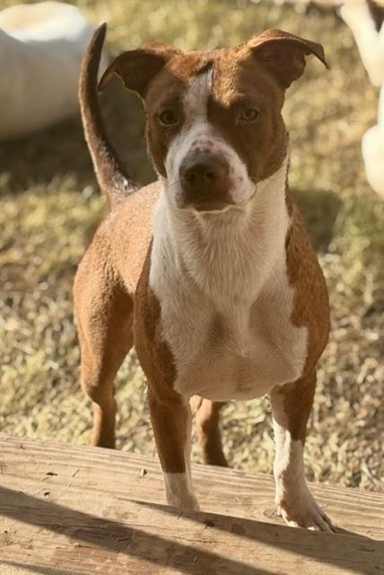 adoptable Dog in San Antonio, TX named CHUGS