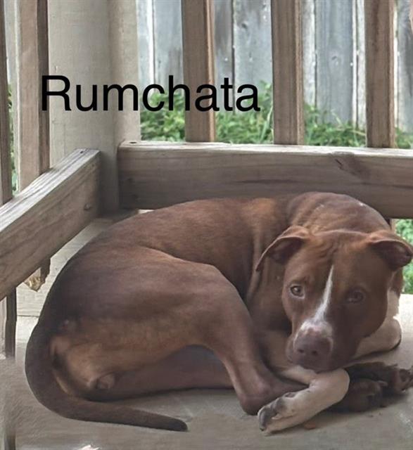 adoptable Dog in San Antonio, TX named RUMCHATA