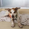 adoptable Dog in  named PAX