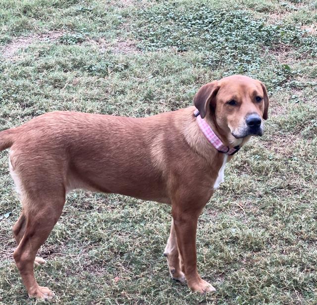adoptable Dog in San Antonio, TX named MAGGIE