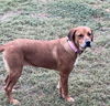 adoptable Dog in  named MAGGIE