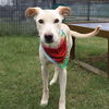 adoptable Dog in  named SPARKY