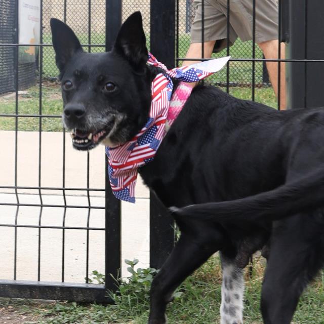 adoptable Dog in San Antonio, TX named DAISY