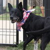 adoptable Dog in  named DAISY