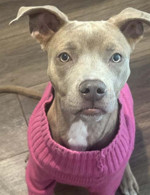 adoptable Dog in San Antonio, TX named ATHENA