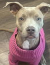 adoptable Dog in  named ATHENA