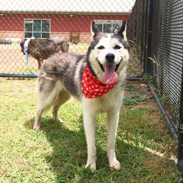 adoptable Dog in San Antonio, TX named UNA