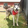 adoptable Dog in  named UNA