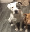 adoptable Dog in  named REX