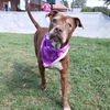 adoptable Dog in  named NATAS
