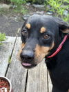 adoptable Dog in  named ZUKO