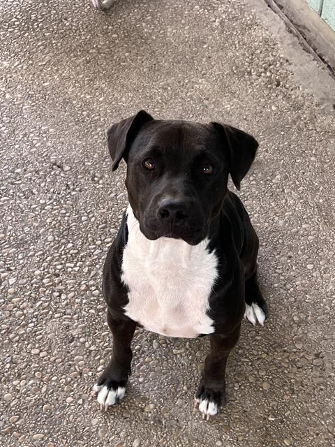 adoptable Dog in San Antonio, TX named ARIES