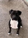 adoptable Dog in  named ARIES