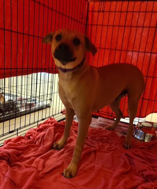 adoptable Dog in San Antonio, TX named SHELLY