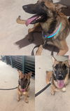 adoptable Dog in  named PEBBLES