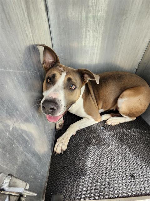 adoptable Dog in San Antonio, TX named BAILEY