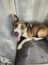 adoptable Dog in  named BAILEY