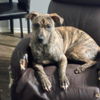adoptable Dog in  named FIONA