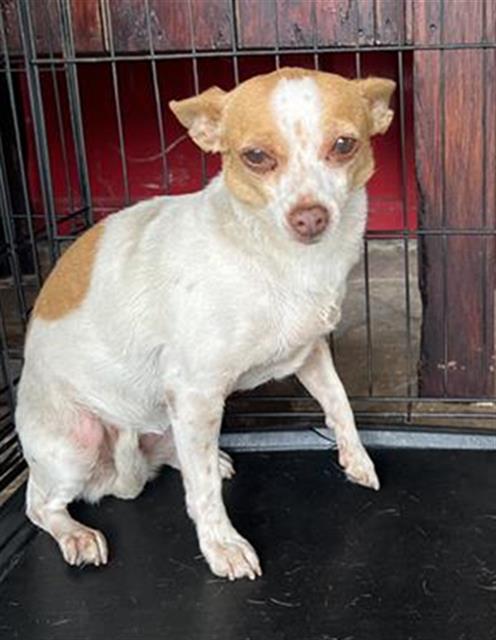 adoptable Dog in San Antonio, TX named LAUREN