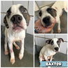 adoptable Dog in  named BLUE