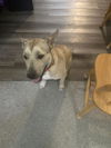 adoptable Dog in  named RUSSEL COSA