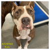 adoptable Dog in  named KIKI