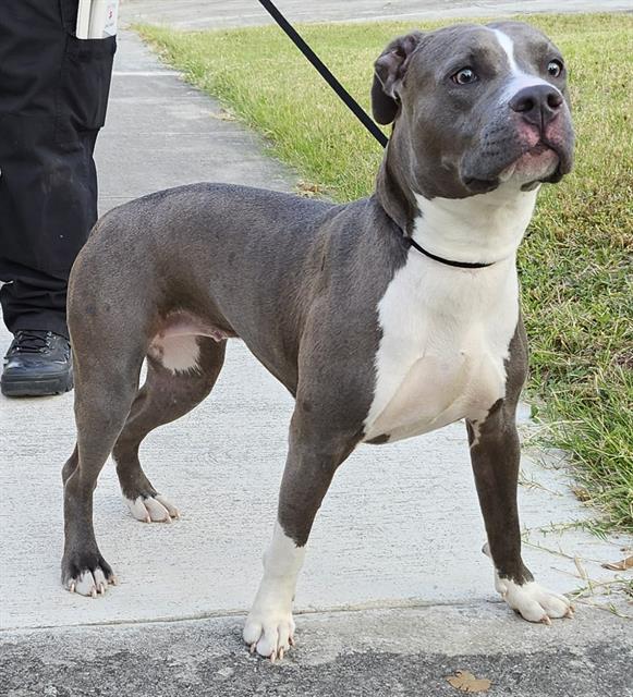 adoptable Dog in San Antonio, TX named SUGAR