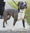 adoptable Dog in  named SUGAR
