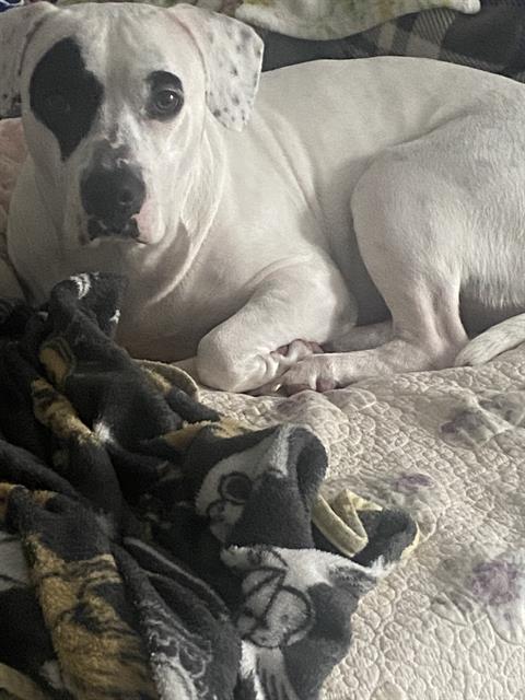 adoptable Dog in San Antonio, TX named BELLA