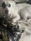 adoptable Dog in  named BELLA