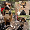 adoptable Dog in  named ROSCOE