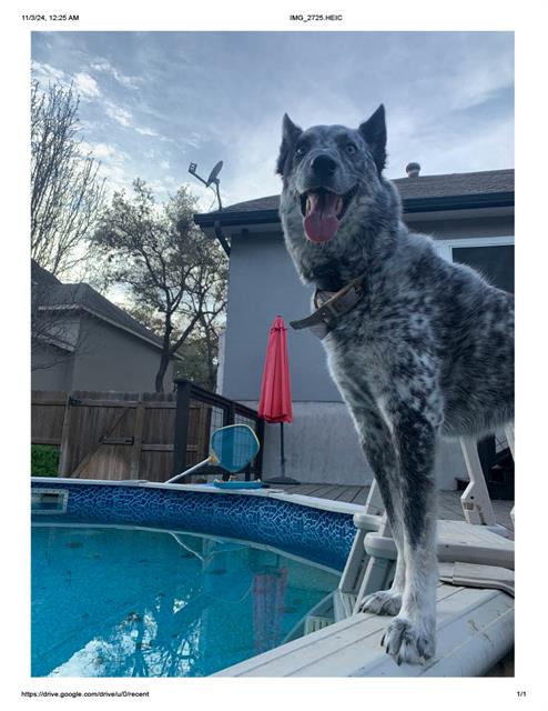 adoptable Dog in San Antonio, TX named CERBERUS