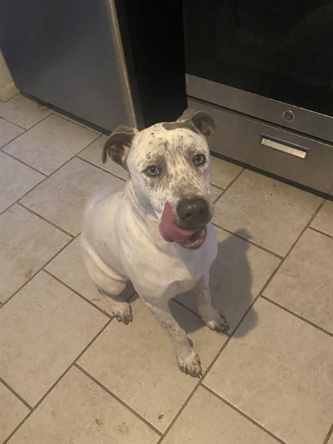 adoptable Dog in San Antonio, TX named CLYDE