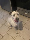 adoptable Dog in  named CLYDE