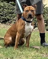adoptable Dog in  named BOSCOE